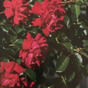 Meet your Posher, Doris